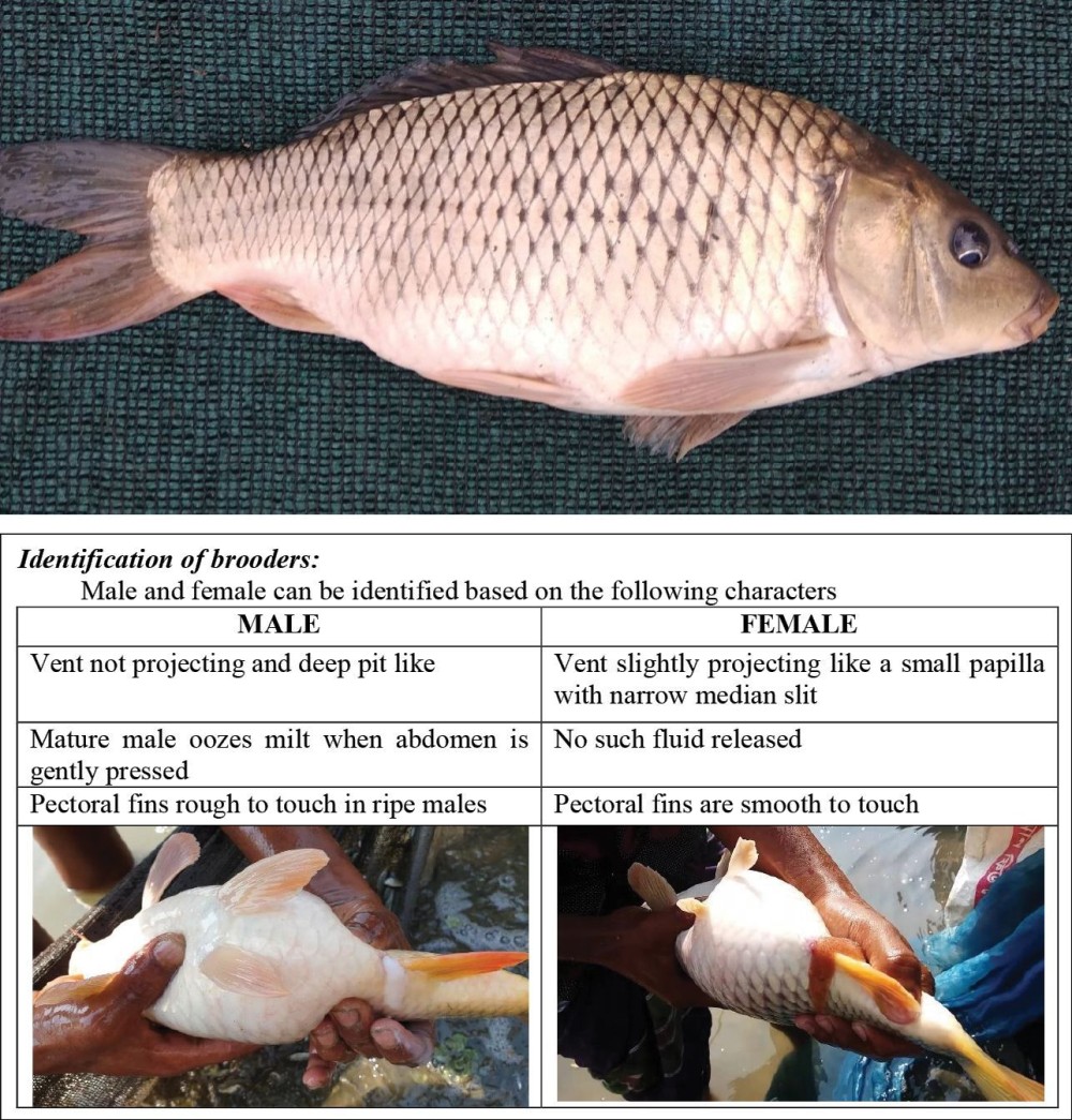Common Carp Breeding MorungExpress Morungexpress Common Carp Breeding MorungExpress Morungexpress